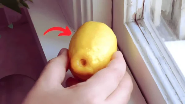Leave 4 lemons on the windowsill and you will never stop: everyone does it
