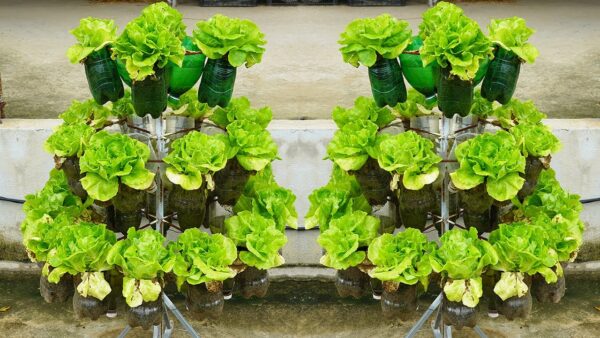 Lettuce in August: A Refreshing Green Haven for Late-Summer Gardens