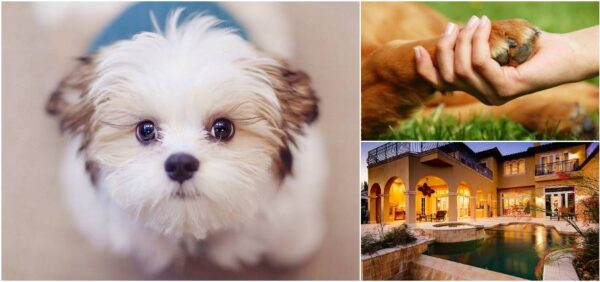 Look at everything that happens when you have a dog at home, you will want to have thousands!