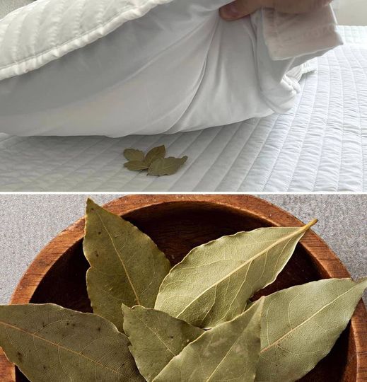 Lorbeer unter dem Kissen: der alte Brauch der Großeltern, der nicht vergessen werden sollte