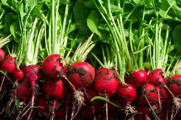 Mastering Red Radishes: Cultivating Sweetness and Abundance