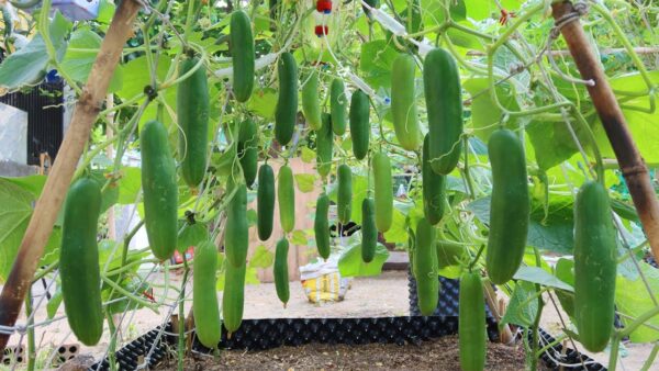 Maximize Your Cucumber Harvest: 15 Genius Hacks and Essential Care Tips