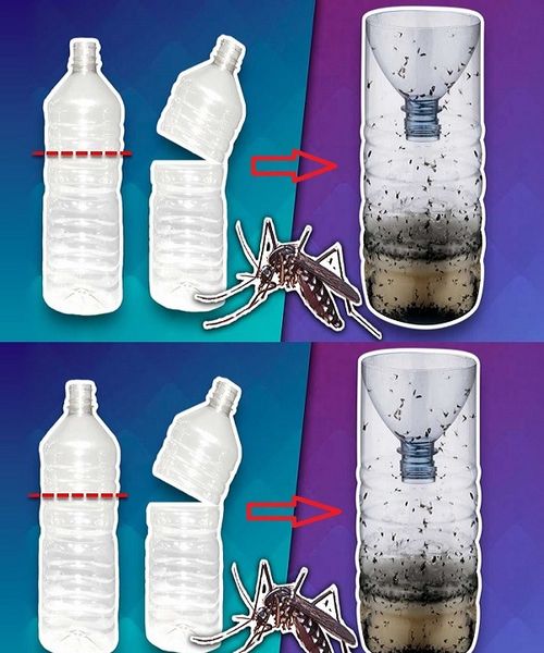 Mini DIY Trap for Mosquitoes and Flies, Very Easy to Make