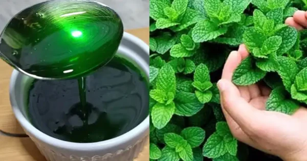 Mint Magic: 8 Reasons to Grow Mint