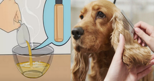 Miracle remedies that make fleas and ticks disappear from your home and pets