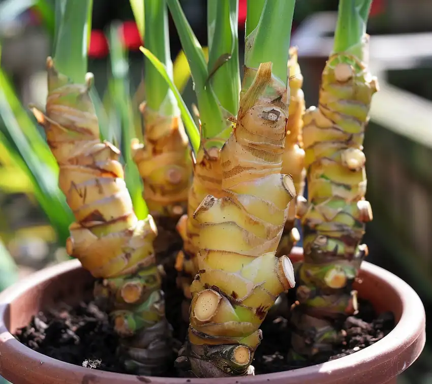 growing ginger in containers