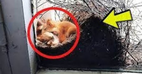 Mother Saw Squirrels In Her Window – But When She Taken A Closer Look At Them She Called The Police
