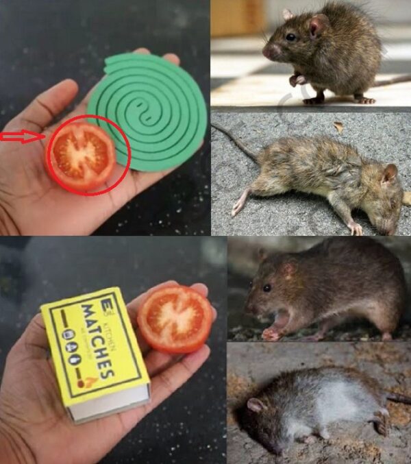 Mouse Repellent: 7 Natural Tips Against Mice in the House