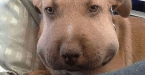 My sister noticed that her dog’s face had swollen up.