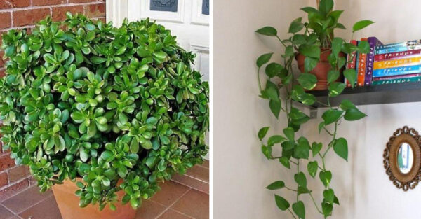 No time? 8 very resistant plants for you to have at home