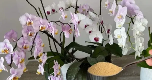 Orchids galore and always vigorous with a hint of this