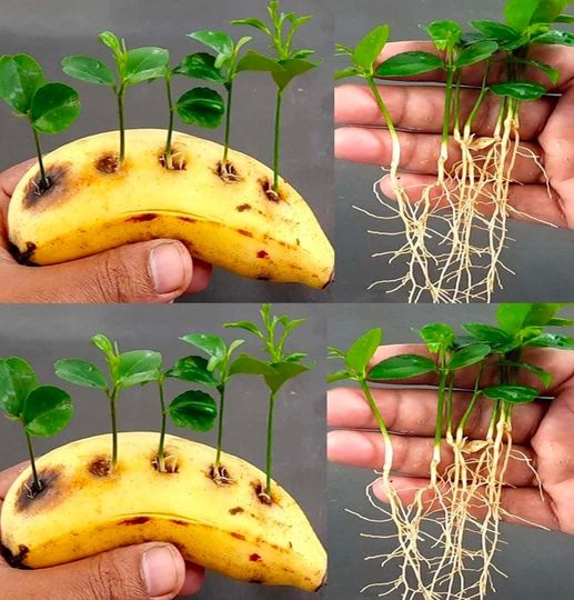 Pierce a banana and insert lemon pips: The ingenious trick