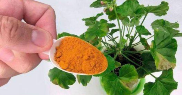 Place a teaspoon under any flower in the house and it will bloom like never before.