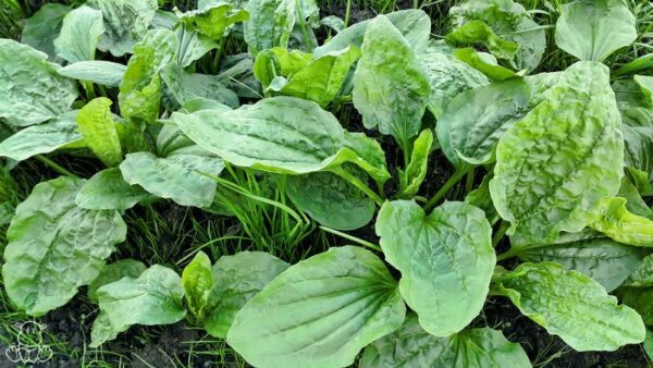 Plantain Weed: Benefits, Side Effects, and Uses