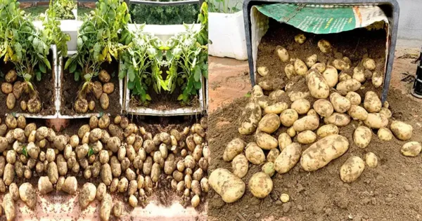 Potatoes on Your Porch: A Homegrown Alternative to Store-Bought