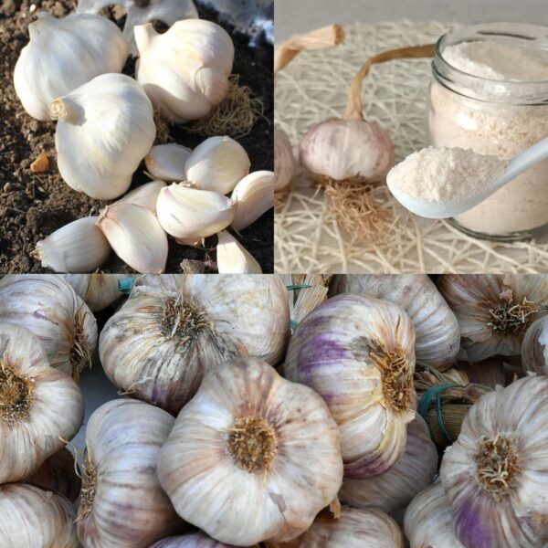 Preserving the Charm of Garlic: A Timeless Storage Guide