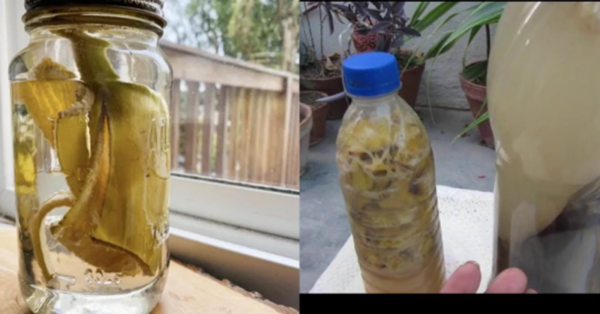 Put Banana Peels in Plastic Bottles and Your Life Will Change