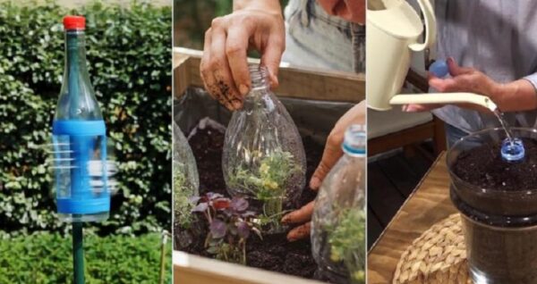 Recycle! 4 uses of plastic bottles in gardening
