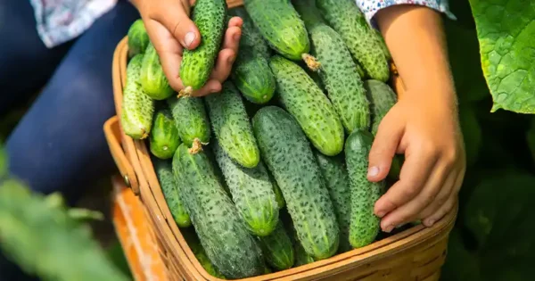 Revive and Protect Your Cucumbers with This Amazing Method!