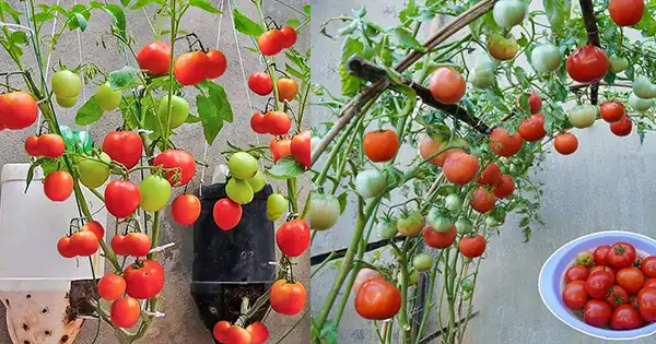 Savor the Flavor: 6 Valuable Tips for Growing Delectable Tomatoes