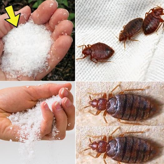 Say Goodbye to Bedbugs in Your Garden