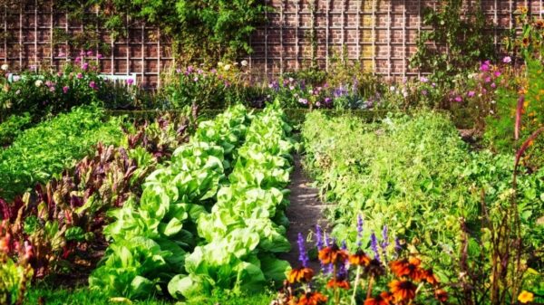 Secrets of Companion Planting and Popular Planting Combinations