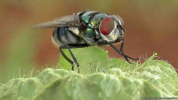 Sinekler tahmin edilenden daha fazla mikrop taşıyor