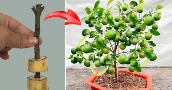 So grow a lemon in a cup to flavor the whole house