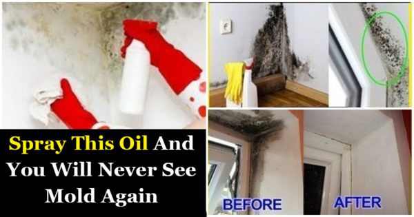Spray This Oil & You Will never See Mold again