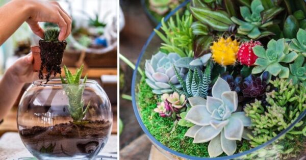 Step by step: How to make your own Terrarium in a Fish Tank with Cacti and Succulents