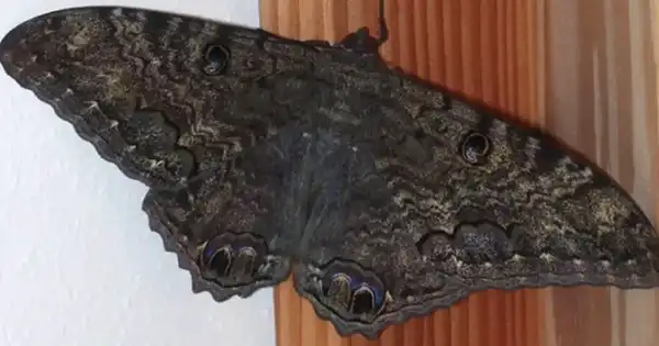 The Beautiful Significance of Black Butterflies: Far from Bad Luck