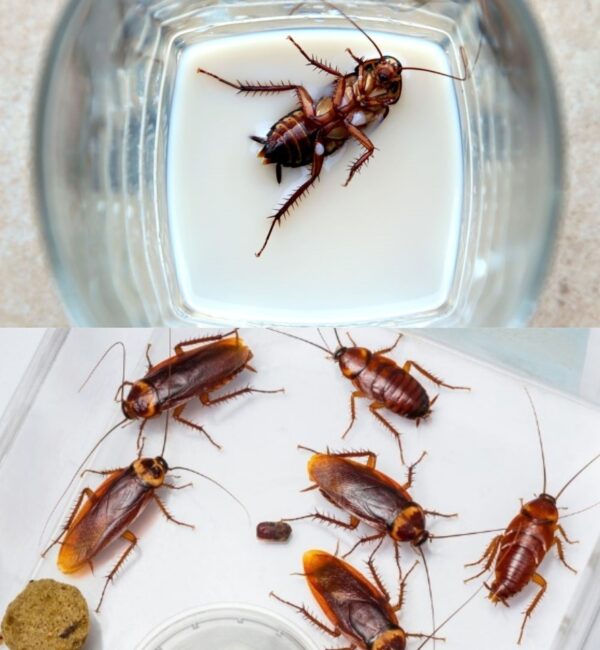 The Chlorine Cleaning Trick That Works to Get Rid of Cockroaches