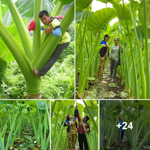 The Garden, Adorned by A Towering Mosquito Net That Surpasses Human Height, Sparks Social Media Frenzy with its Captivating Allure