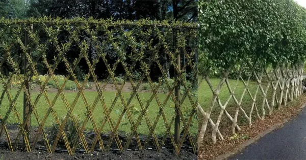 The Green Solution: Creating a Living Fence for Your Homestead