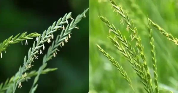 The Hidden Benefits of Quackgrass: Nature’s Understated Healer