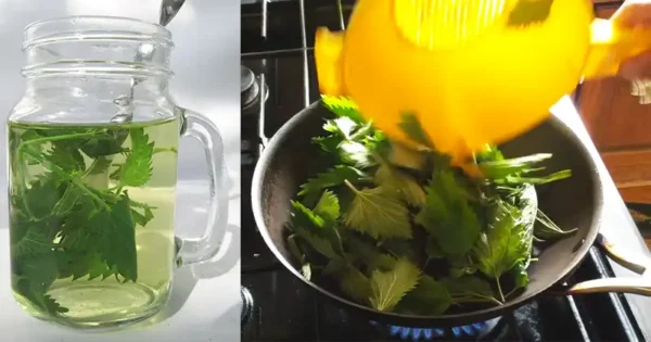 The Medicinal Wonders of Stinging Nettle for Stomach Health
