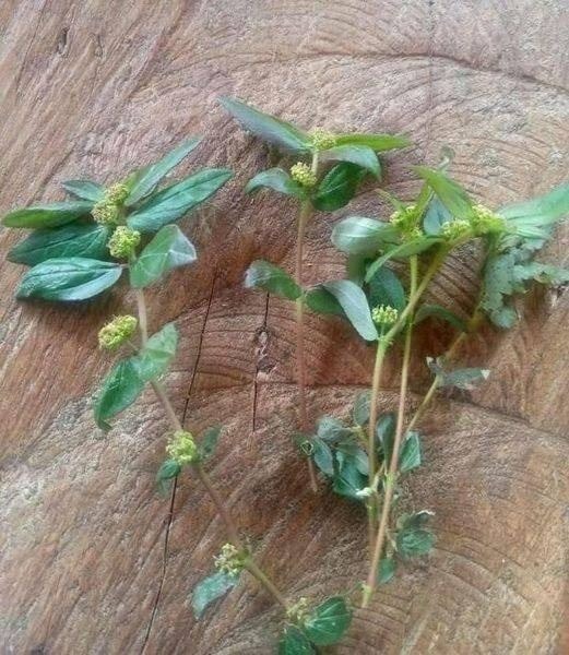 The Plant You See in the Picture Is One of the Most Miraculous Plants in the World