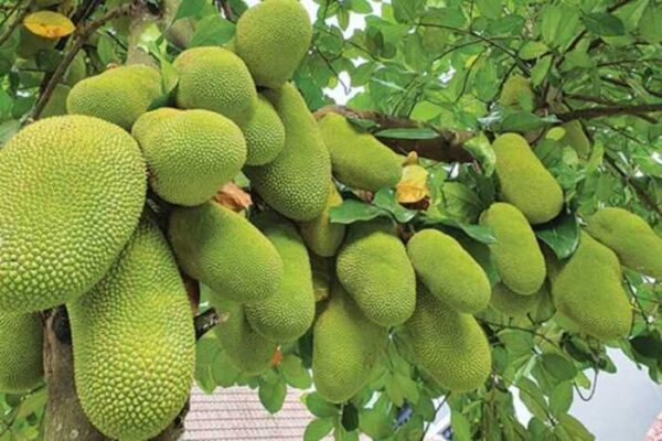 The World’s Strangest TɾopicaƖ Frᴜιts and Vegetables Yoᴜ’ʋe Never Seen