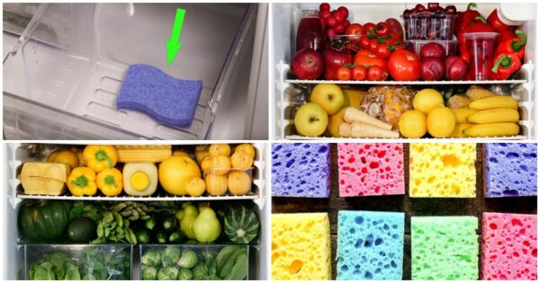 The reason why this guy put a sponge in his refrigerator is a real surprise! What an amazing trick!