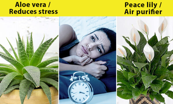 These 5 Plants can help you fight insomnia