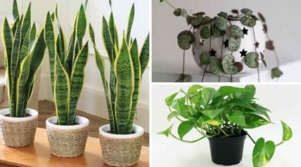 These 6 Indoor Plants clean the air in your home and are easy to care for