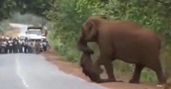 They blocked off the road after realizing what this elephant was carrying with its trunk