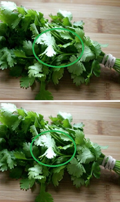 This Plant Can Eliminate 80% of Heavy Metals and Toxins from the Body in 6 Weeks