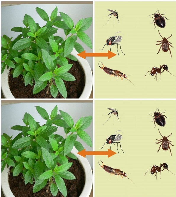 This Plant is a Blessing from God, It Drives Mice, Spiders and Other Insects Out of Your Home