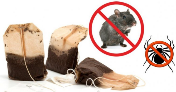 This simple and ingenious trick will keep mice, spiders and cockroaches away from your house forever!