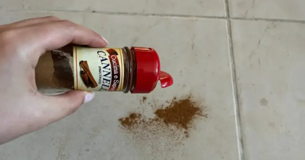 Throw 1 pinch of cinnamon on the ground, the trick that has been working for decades.