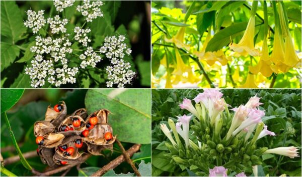 Top 10 D.e.a.d.l.y Plants You Should Remove From Your Home Immediately!