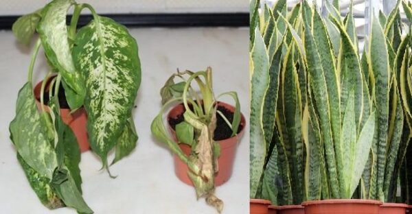 Trick to easily revive a Withered Plant