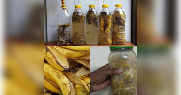 Unleash the Power of Banana Peels: A Simple Trick for a Better Home and Garden