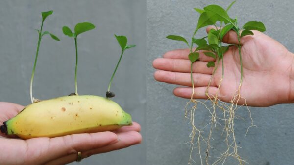 Unleashing the Magic: Lemon Seeds in Banana for Healthy Sprouting